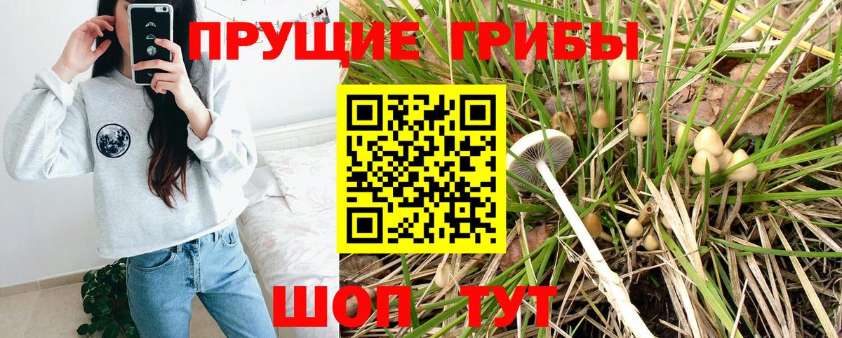 Псилоцибиновые грибы мицелий Заводоуковск